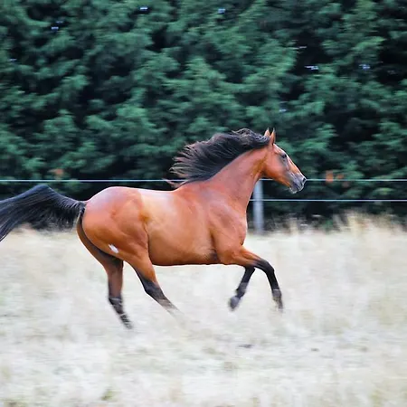 Les Guedrils * Genêts
