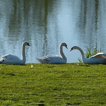 Les Guedrils * Genêts