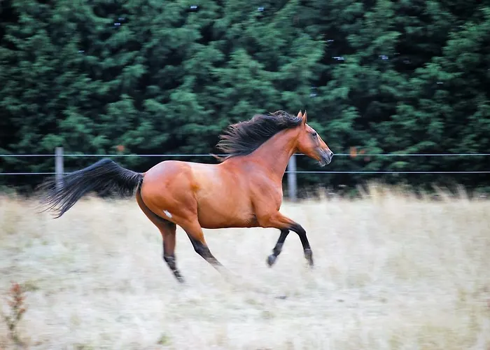 Les Guedrils * Genêts