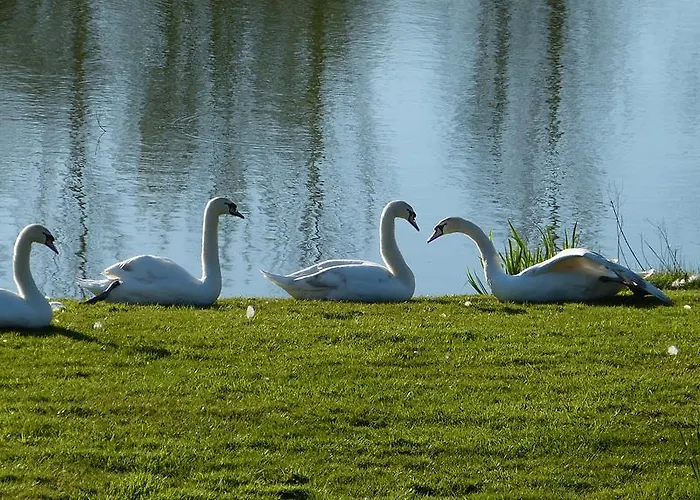 Les Guedrils * Genêts
